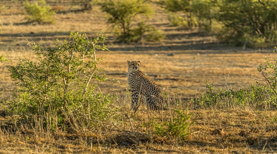 Safari Travel Insurance: Do You Need It?